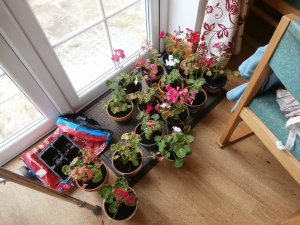 Planting up the pots