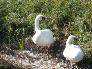 Look at this pair of swans